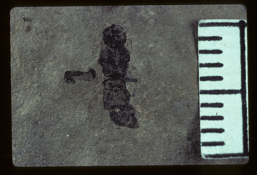 Image of <i>Odynerus percontusus</i> Cockerell