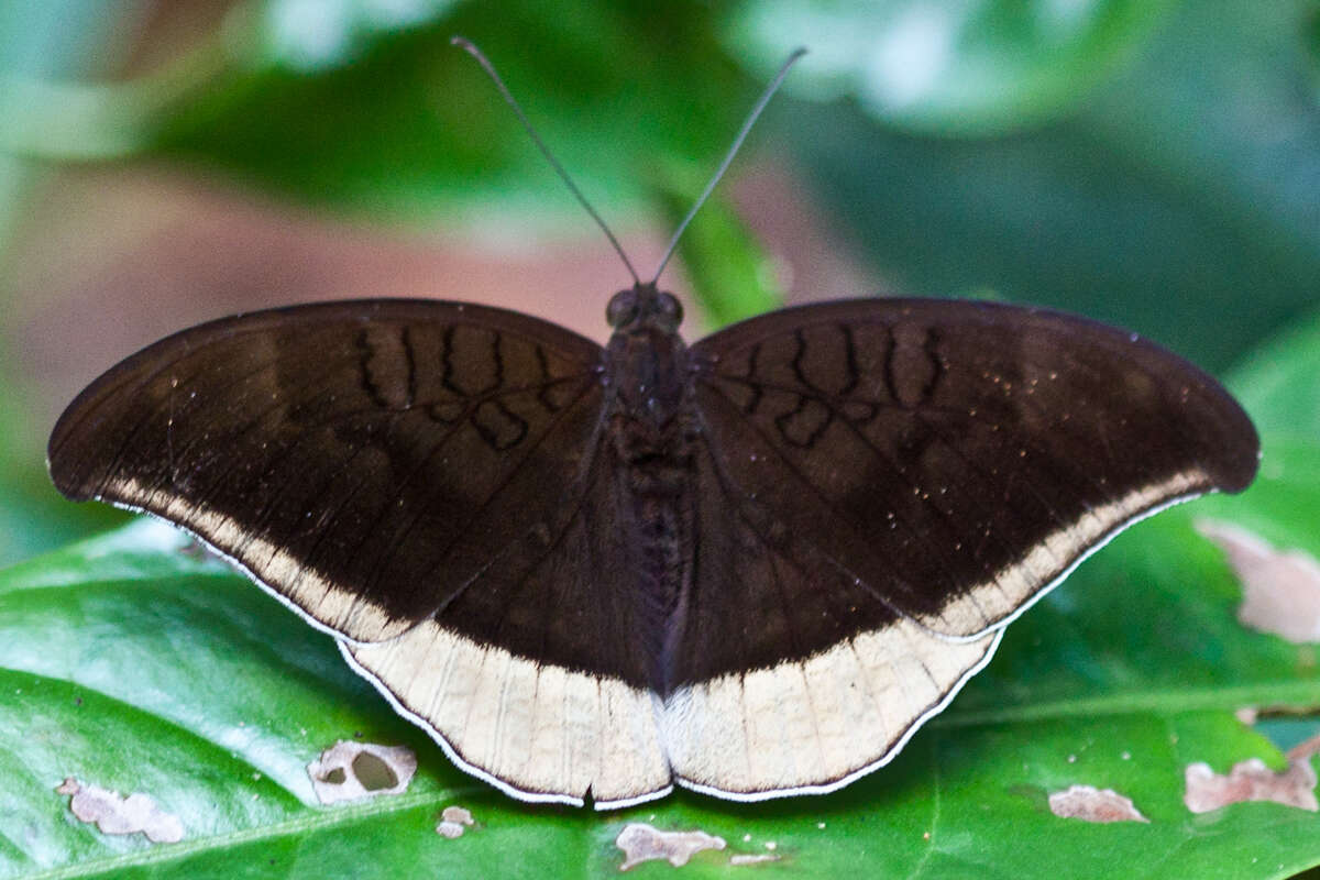 Tanaecia lepidea cognata resmi