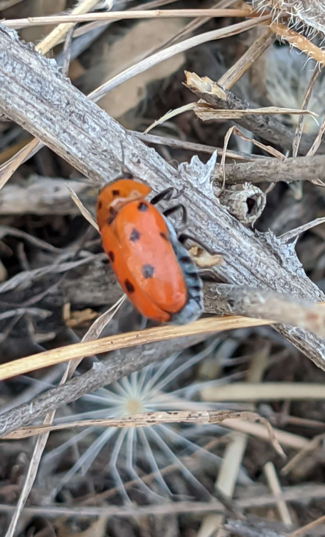 Image of <i>Tituboea biguttata</i>