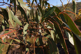 Image of Eucalyptus goniocalyx subsp. goniocalyx