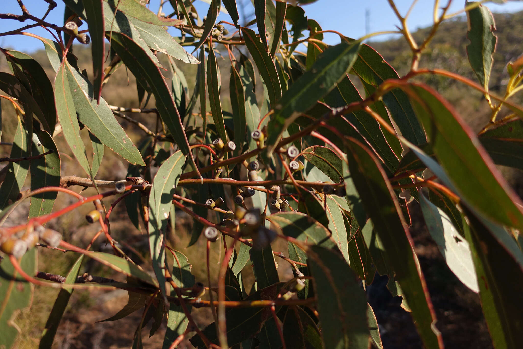 Image of Eucalyptus goniocalyx subsp. goniocalyx