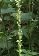 Imagem de Platanthera stricta Lindl.