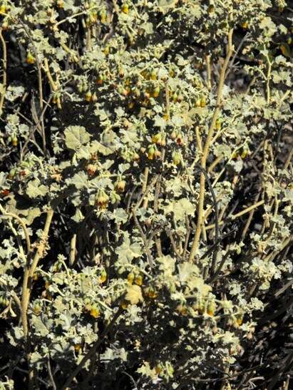 Image of Hermannia minutiflora Engl.