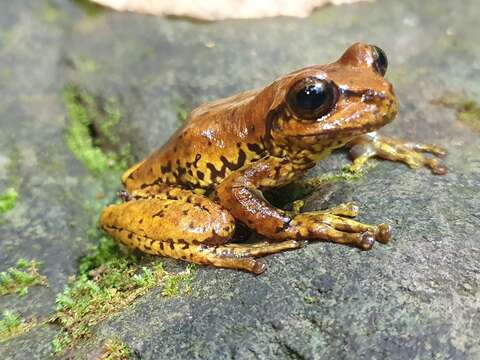 Image of northern streamside tree frog