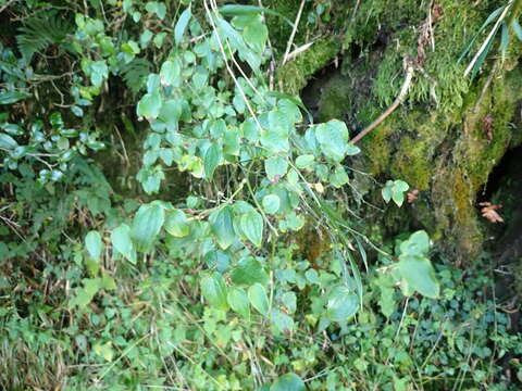 Image of Smilax menispermoidea A. DC.