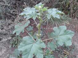 Image of cluster mallow