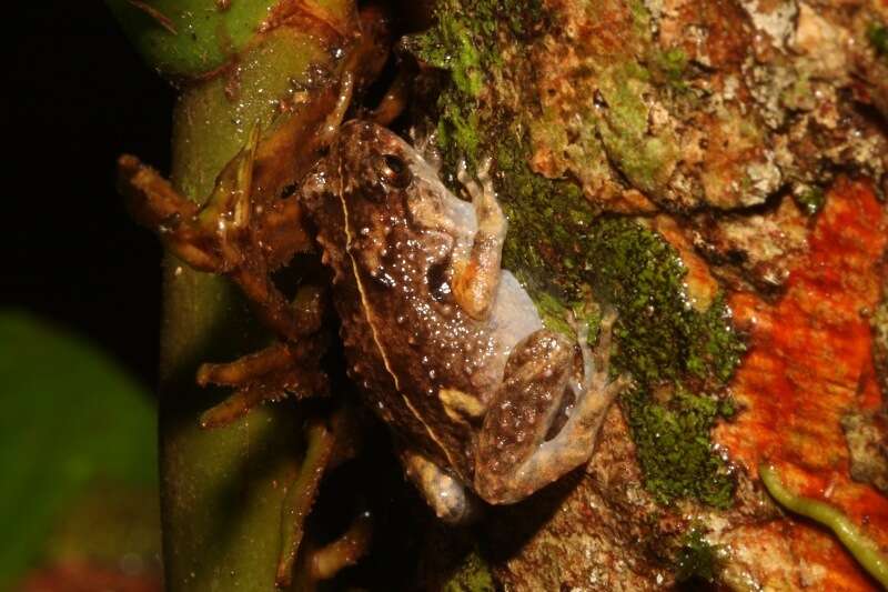 Image of Cophixalus australis Hoskin 2012