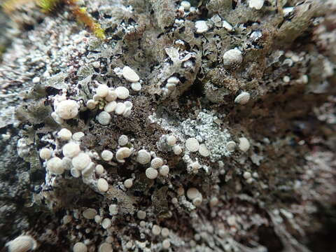 Image of Tundra saucer lichen