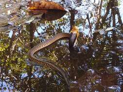 Image of Samar Cobra