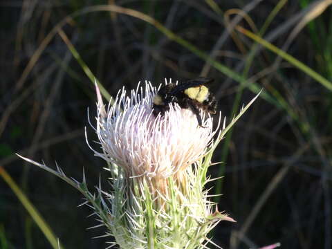 Image of American Bumblebee