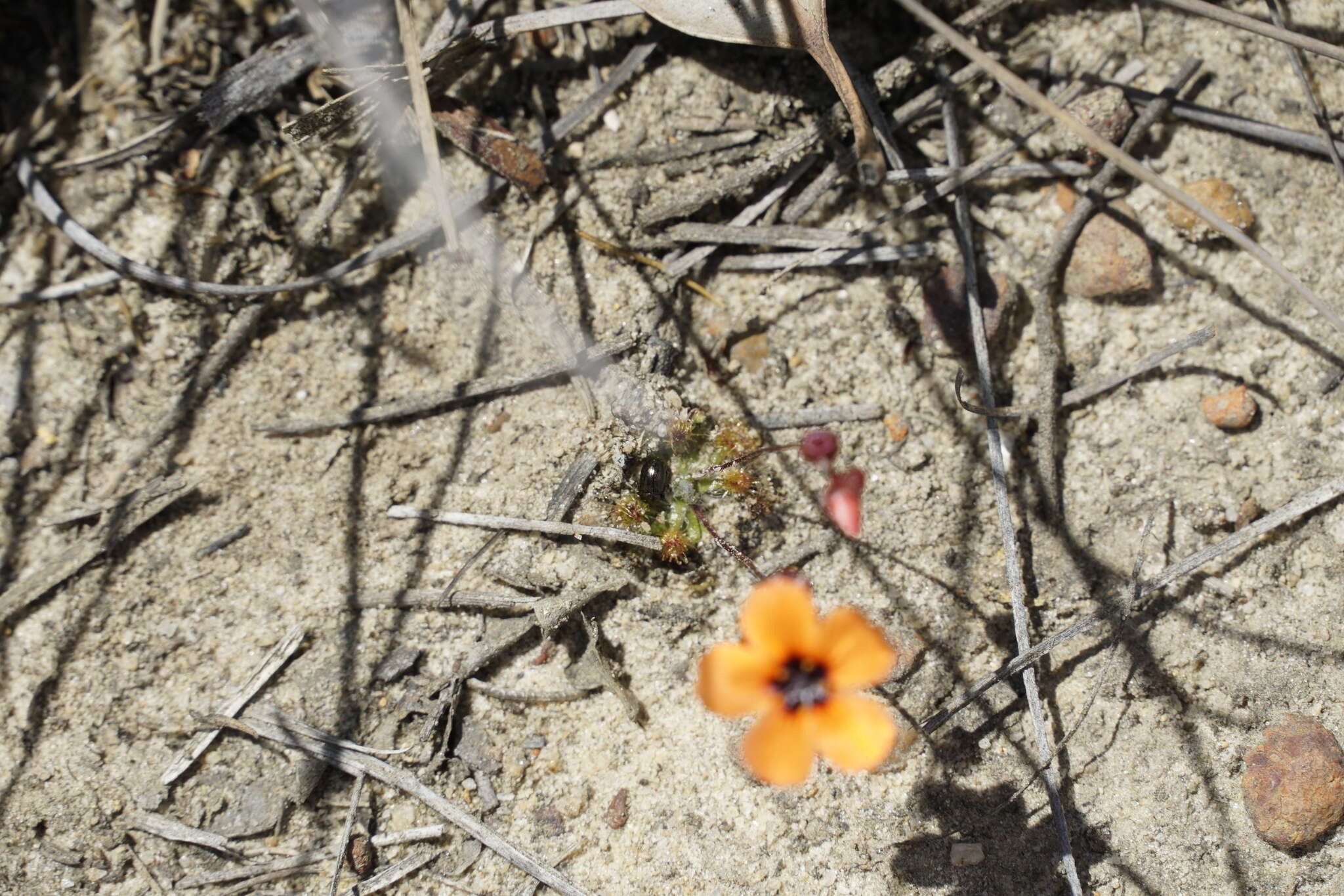 Image of Drosera platystigma Lehm.