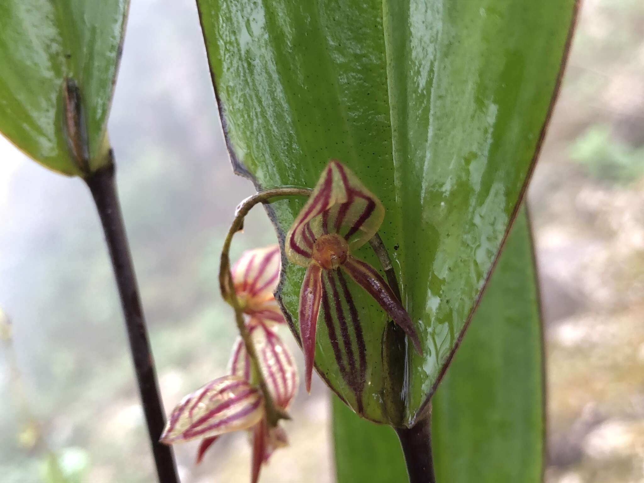 Image of Pleurothallis lindenii Lindl.