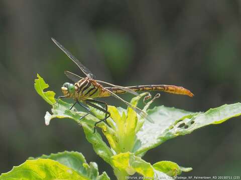 Image of Southeastern Spinyleg