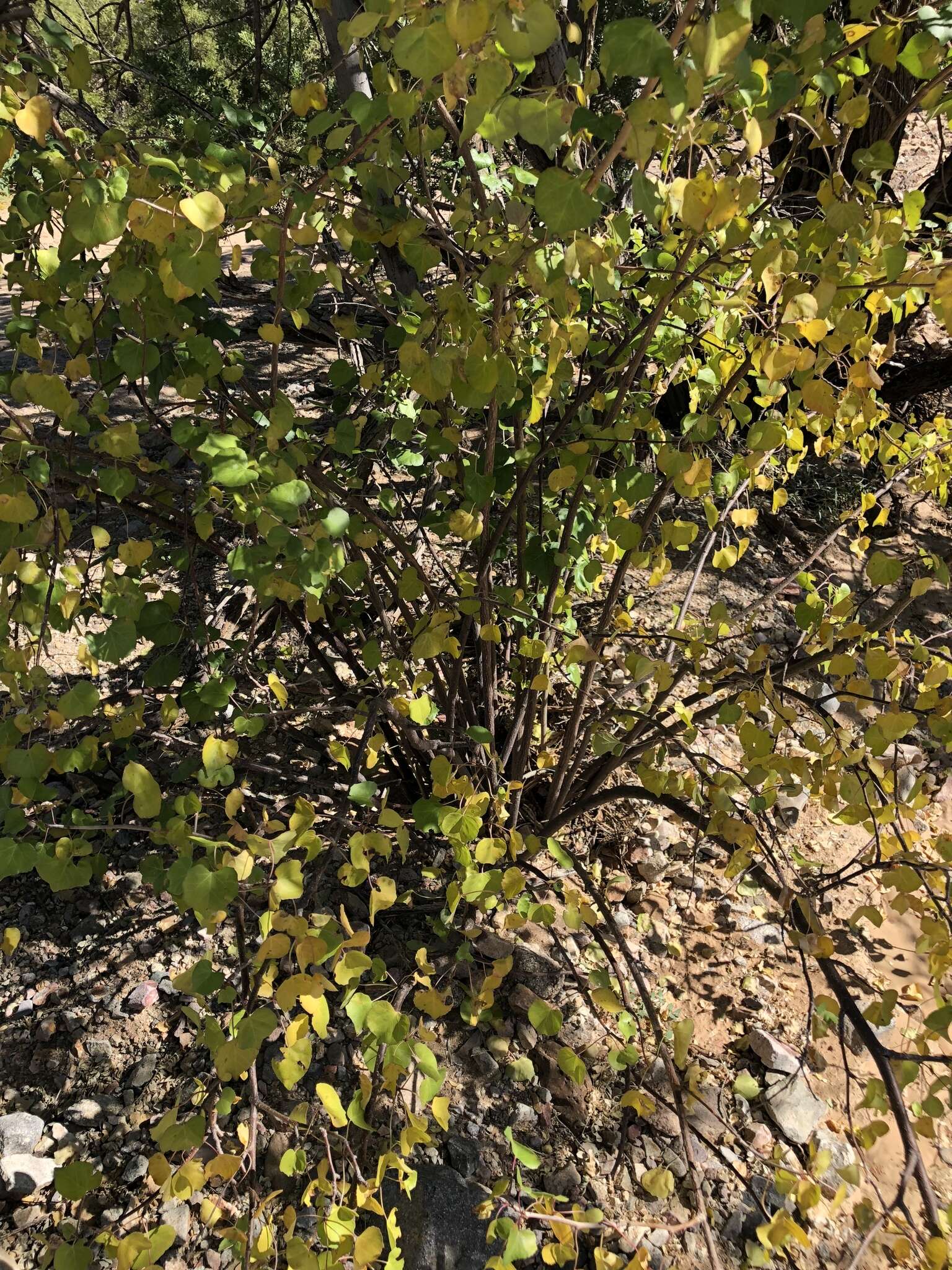 Imagem de Jatropha cardiophylla (Torr.) Müll. Arg.