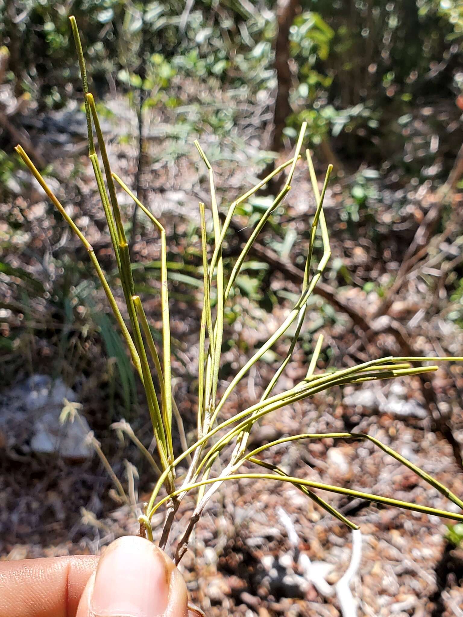 Image of Phyllarthron bernierianum Seem.