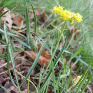 Image of leafy wildparsley