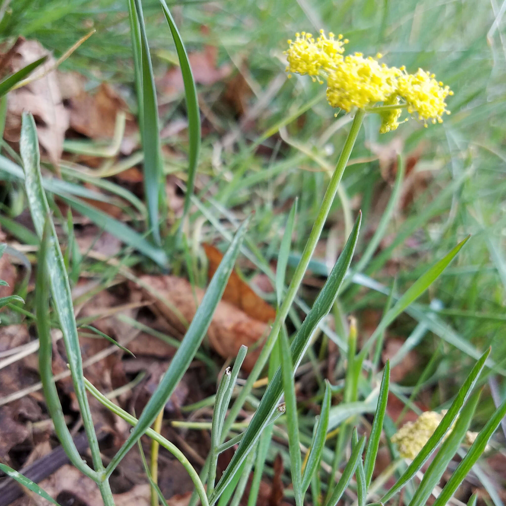 Image of leafy wildparsley