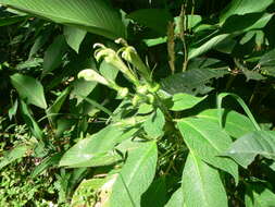 Image of Centropogon nigricans Zahlbr.