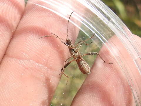 Image of Broad-headed bug