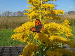 <i>Lycaena phlaeas daimio</i> resmi