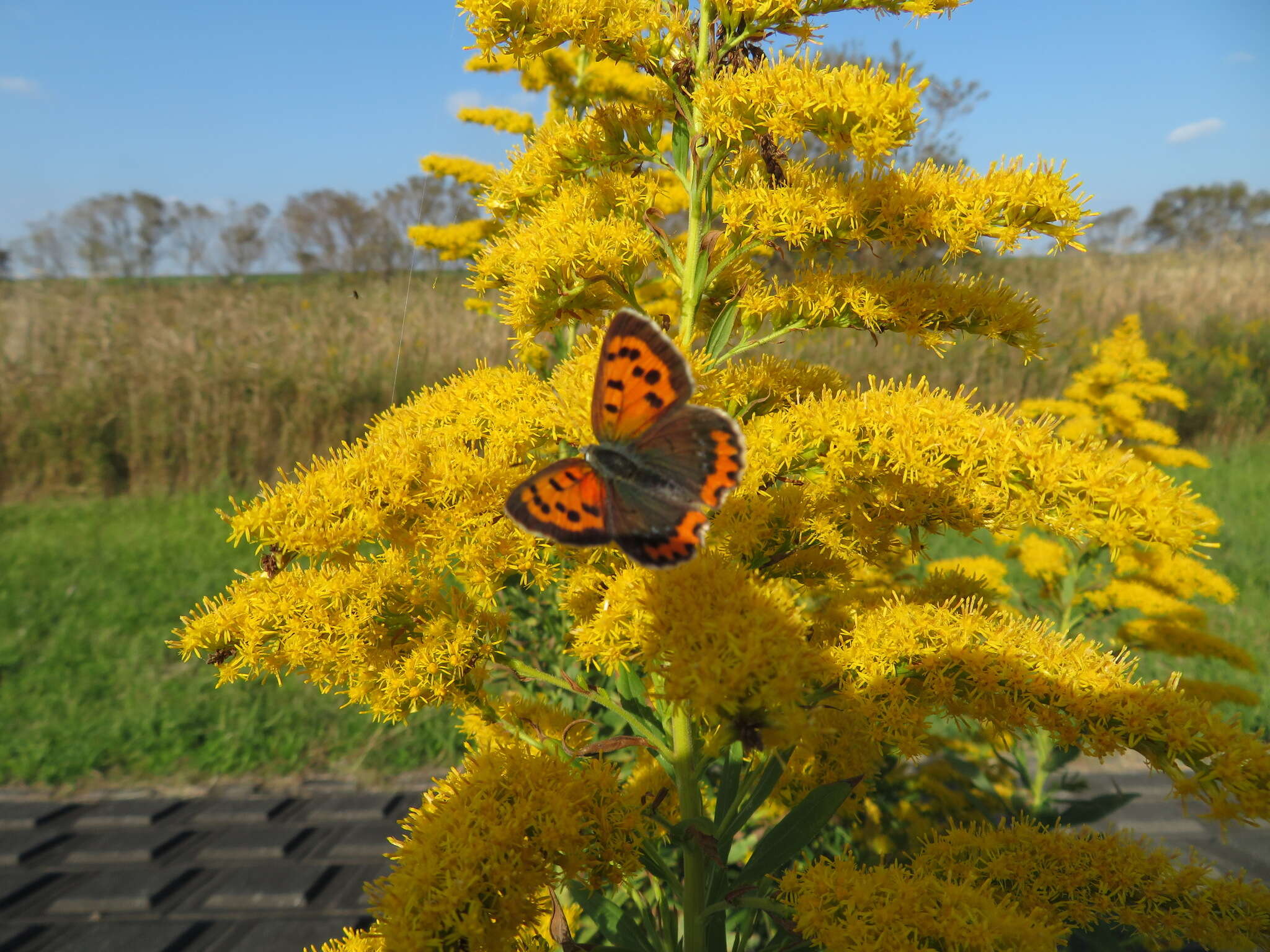 <i>Lycaena phlaeas daimio</i> resmi