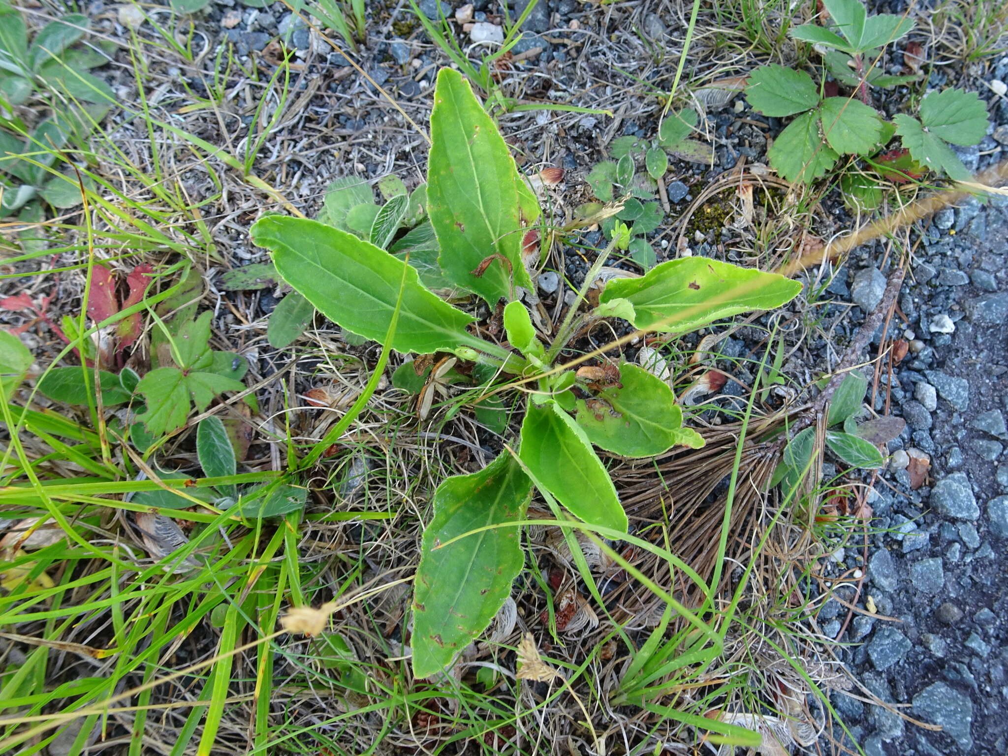 Sivun Viola sagittata var. ovata (Nutt.) Torr. & A. Gray kuva