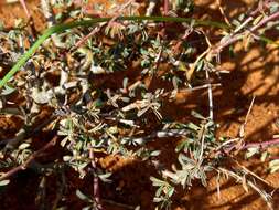 Plancia ëd Indigofera sessiliflora DC.