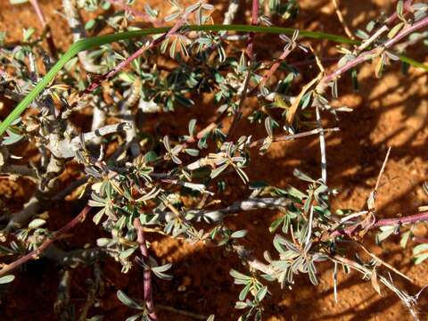 Image of Indigofera sessiliflora DC.