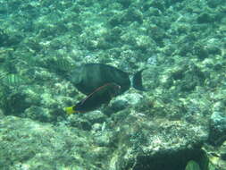 Image of Blue-banded Pualu