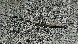 Image of Aquatic Gartersnake