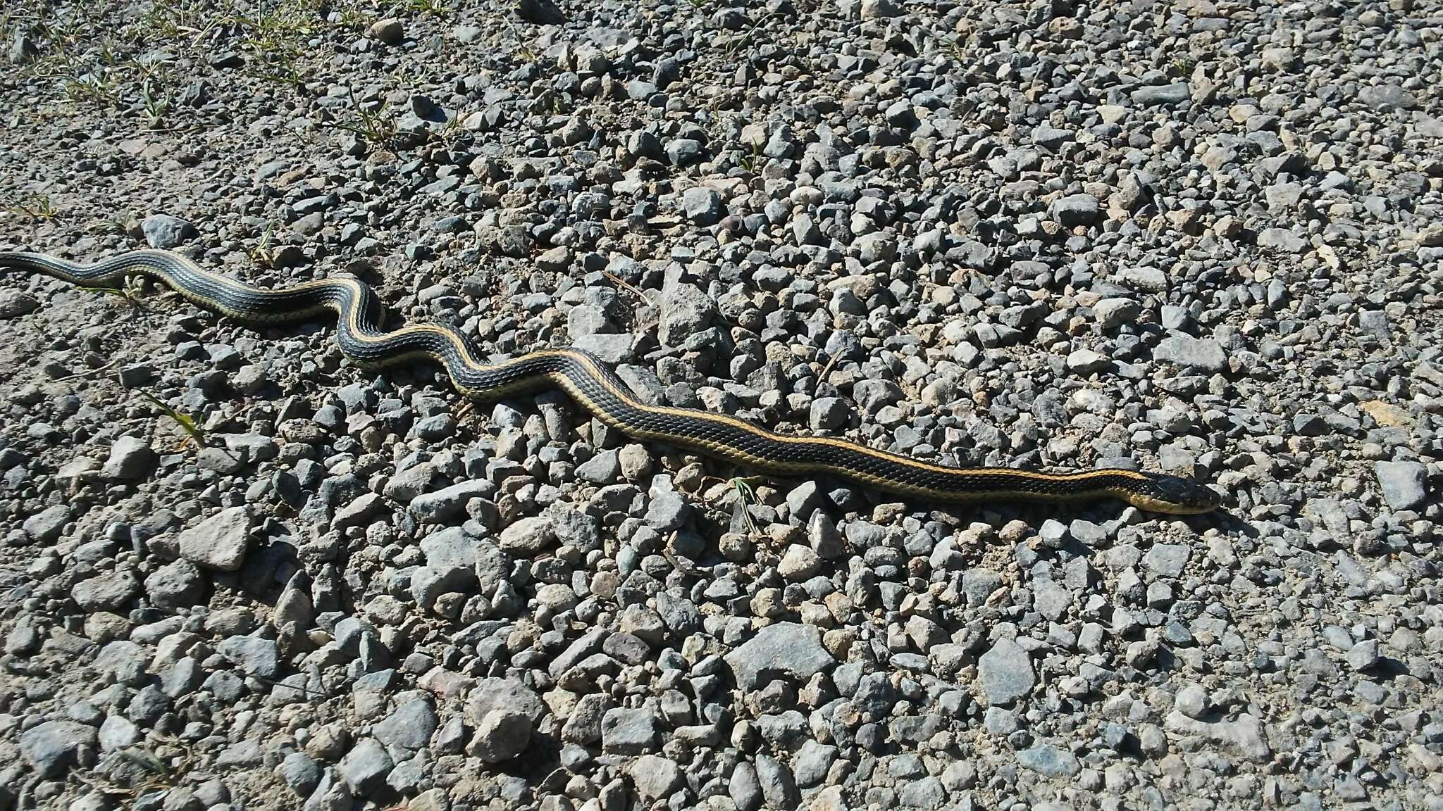 Image of Aquatic Gartersnake