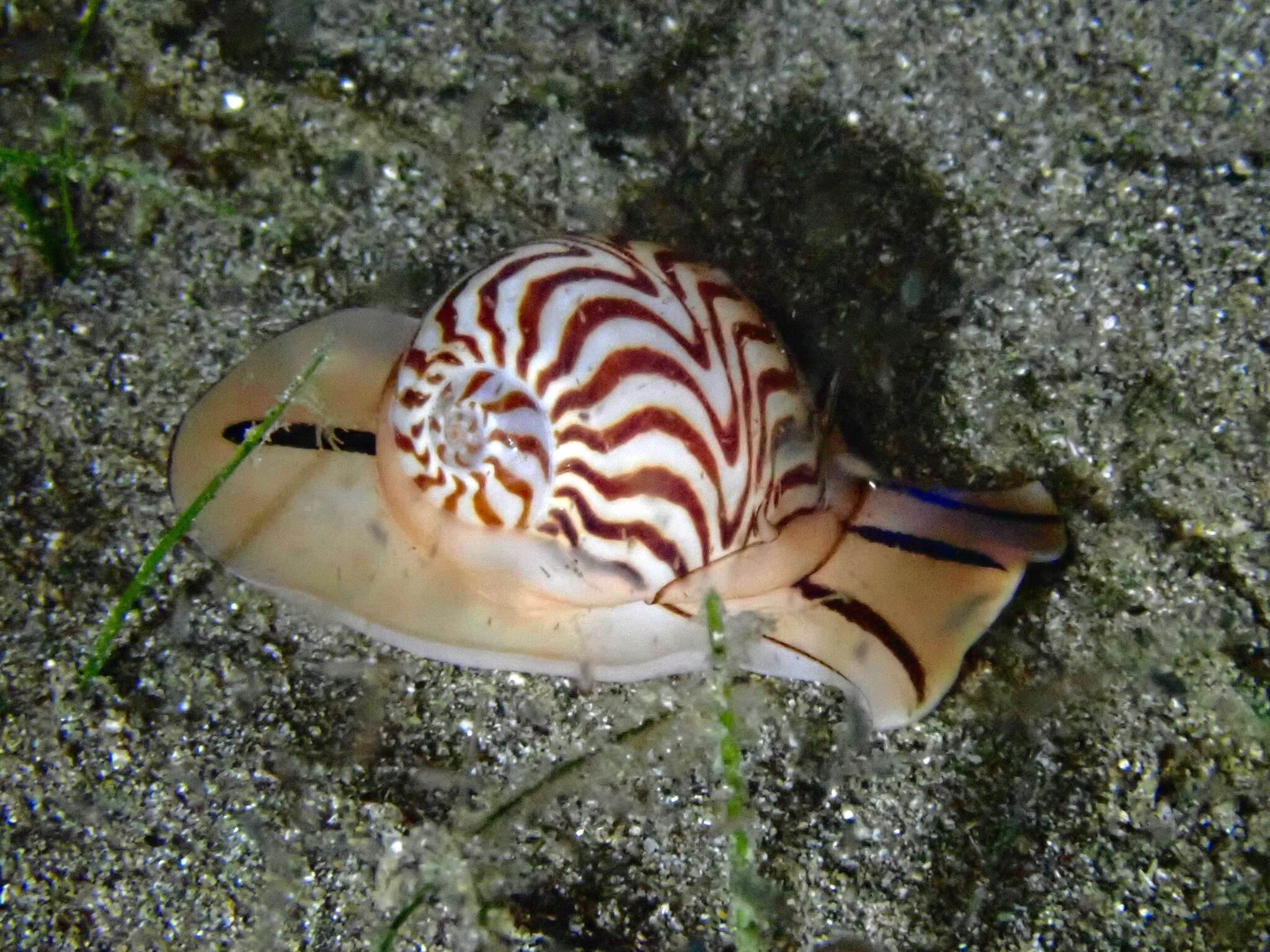 Image of wavy moonsnail