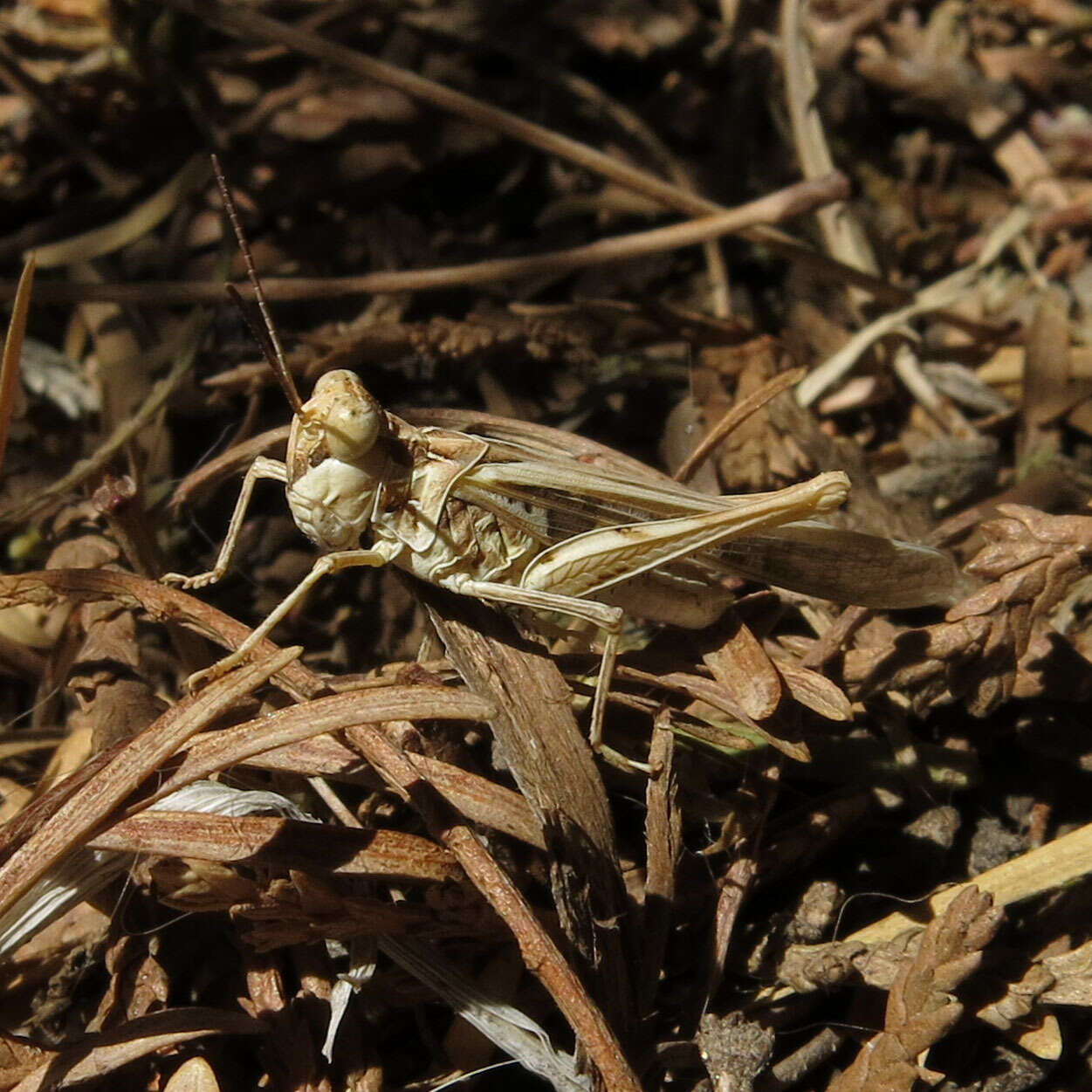 Image of Hippopedon gracilipes (Caudell 1905)