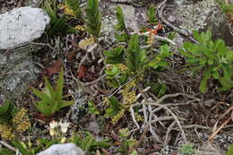 Image de Tridactyle bicaudata subsp. rupestris H. P. Linder