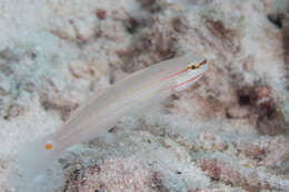 Image of Crosshatch goby