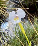 Image of Diplarrena latifolia Benth.