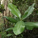 Image of Pteralyxia laurifolia (Lodd.) A. J. M. Leeuwenberg