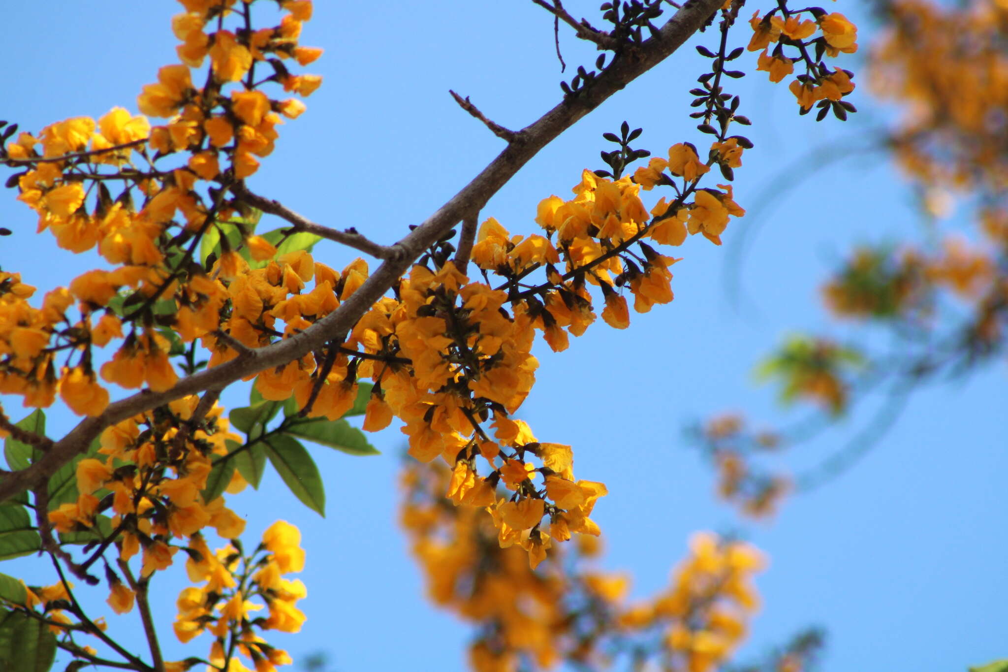 Image of Pterocarpus acapulcensis Rose