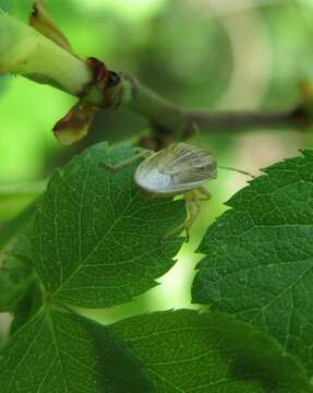 Image of Aelia acuminata (Linnaeus 1758)