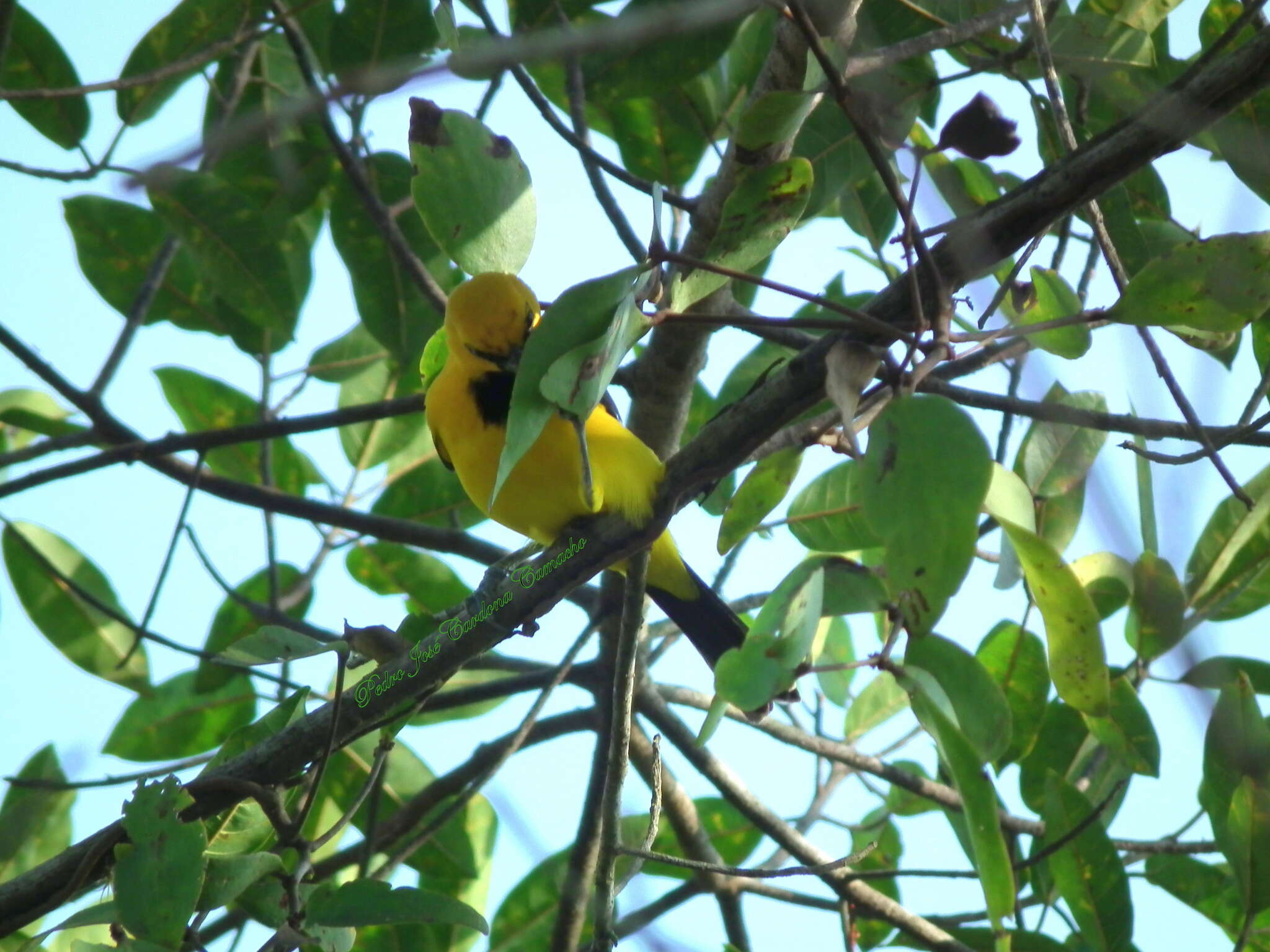 Imagem de Icterus nigrogularis nigrogularis (Hahn 1819)