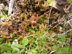 Imagem de Selaginella denticulata (L.) Spring