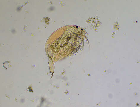 Image of Oxyurella brevicaudis Michael & Frey 1983