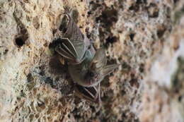 Image of Heart-nosed bat