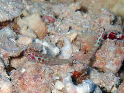 Image of Redblotched pygmy goby