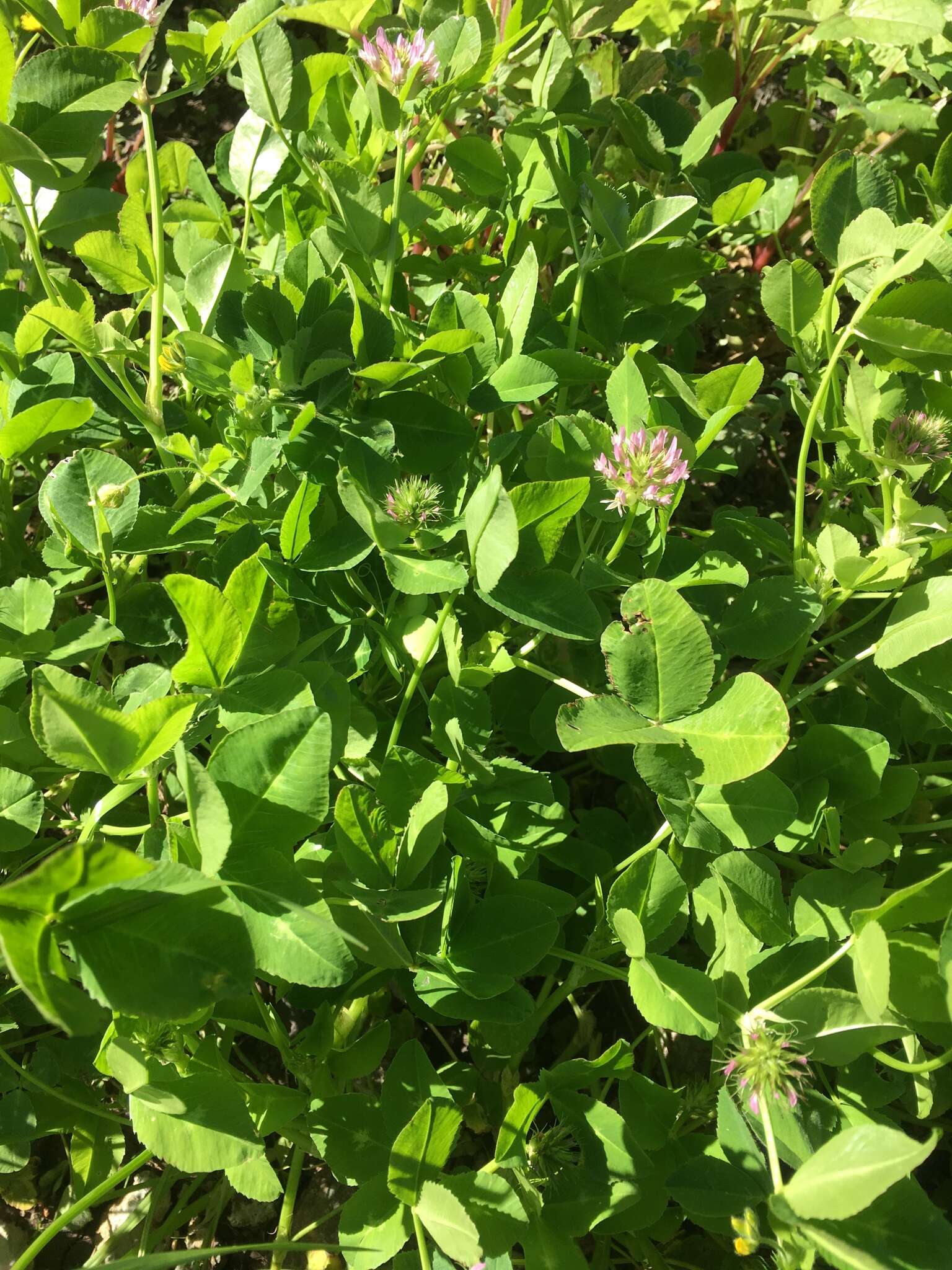 Imagem de Trifolium spumosum L.