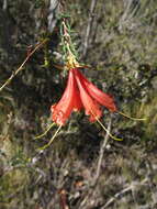 Image of Lambertia ericifolia R. Br.