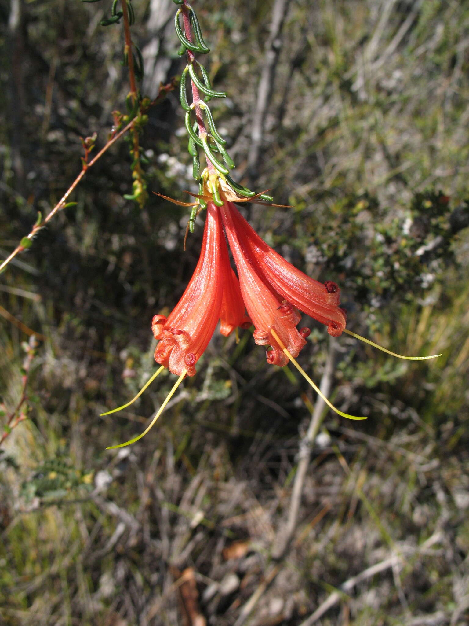 Image of Lambertia ericifolia R. Br.