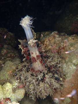 Image of night anemone