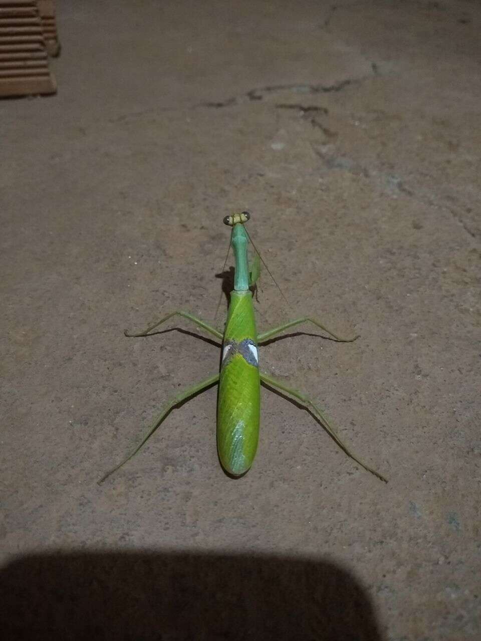 Image of Stagmatoptera biocellata Saussure 1869