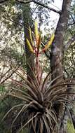 Image of Tillandsia inopinata Espejo, López-Ferr. & W. Till